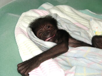 WOW, life is going to be great here at the Gladys Porter Zoo - Baby Western Lowland Gorilla